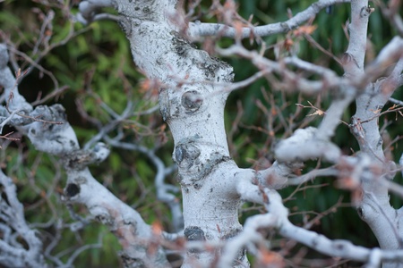 several trunks and branches of a bonsaiの写真素材