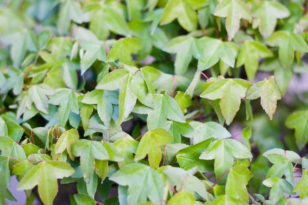 A part of bonsai foliage, three pointed mapleの写真素材
