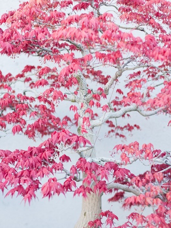A part of bonsai foliage, five pointed mapleの写真素材