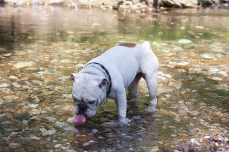 A English dog alone in a riverの写真素材