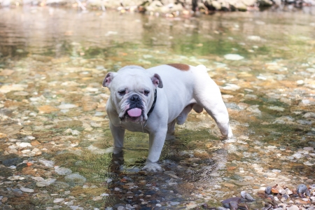 A English dog alone in a riverの写真素材