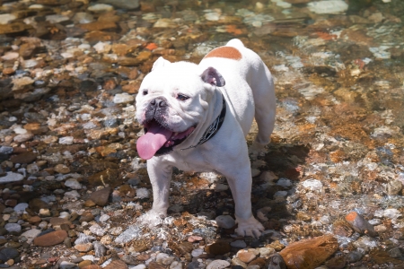 A English dog alone in a riverの写真素材