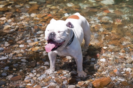 A English dog alone in a riverの写真素材