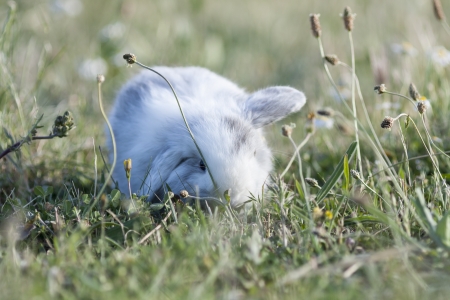 belier breed Bunny freely in the fieldの写真素材