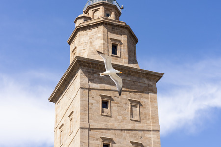 Seagull flying in Hercules tower , La Coruna, Galicia, Spain, UNESCOの写真素材