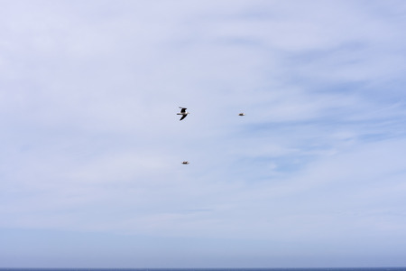 seagulls flying over blue sky with clouds
