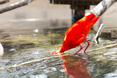 A scarlet ibis reflected in the waterの写真素材