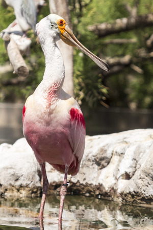 Roseate spoonbill on the trunk in waterの写真素材