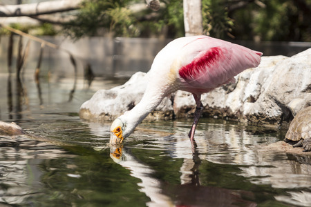 Roseate spoonbill on the trunk in waterの写真素材