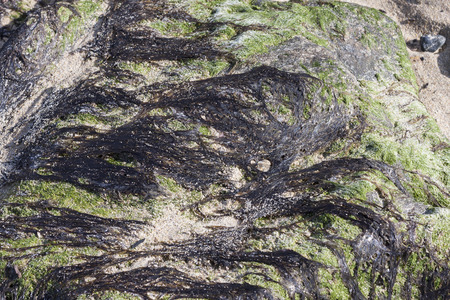Green algae on rock forming a pattern