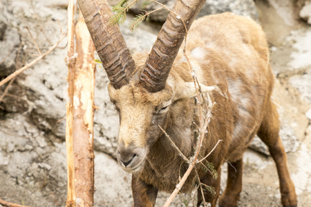 Capra ibex , with rocks in background.