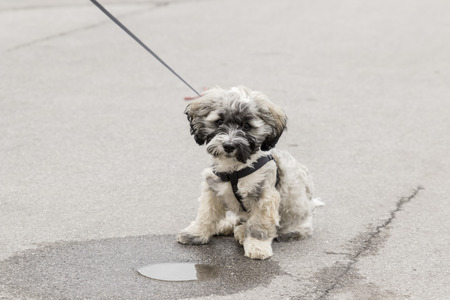 Puppy Dog sitting in a puddle of waterの写真素材