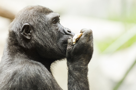 Gorilla in the Munich Zoological park. Germanyの写真素材