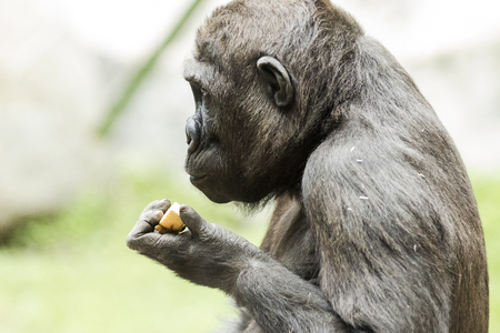 Gorilla in the Munich Zoological park. Germanyの写真素材