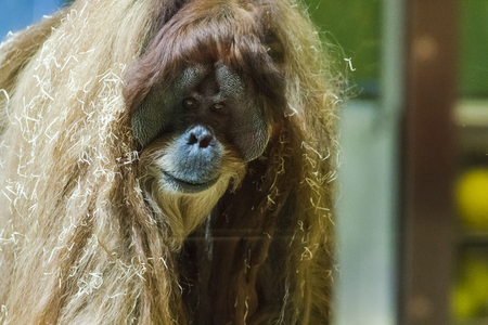 Oranguntan in the Munich Zoological park. Germany