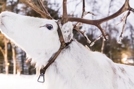 white reindeer in the snow