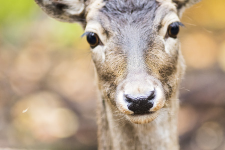 European red deer in the forest in Autumnの写真素材