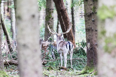 European red deer in the forest in Autumnの写真素材
