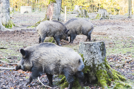 Males Wild-boar fighting in a forest in autumnの写真素材