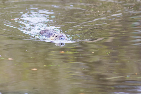 A Nutria (Myocastor coypus) in Germanyの写真素材