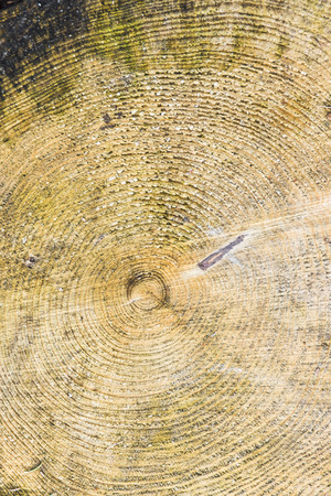 Wood texture with tree rings (growth rings)の写真素材