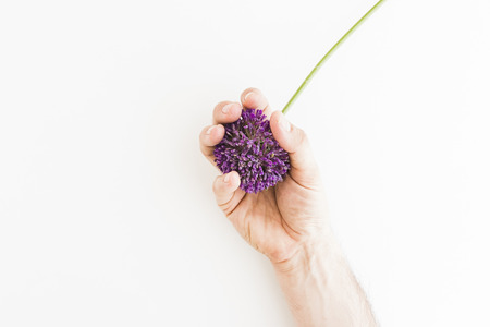 Allium isolated on white background with human handの写真素材