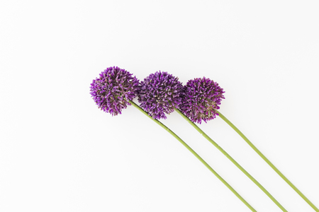 Allium isolated on white backgroundの写真素材