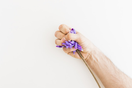 Human hand catching a Dandelion on white backgroundの写真素材