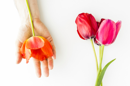 Tulip flowers on white table with copy space for your text top view.の写真素材