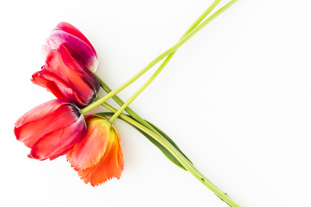 Tulip flowers on white table with copy space for your text top view.の写真素材