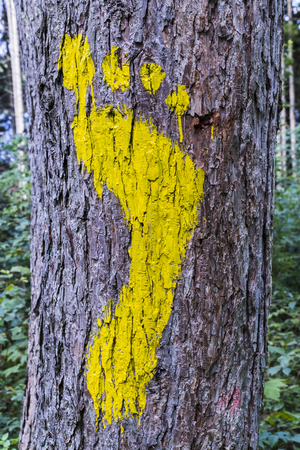 A Yellow footprint signs on a tree in the forest for pedestrian. Symbol of walkway.の写真素材
