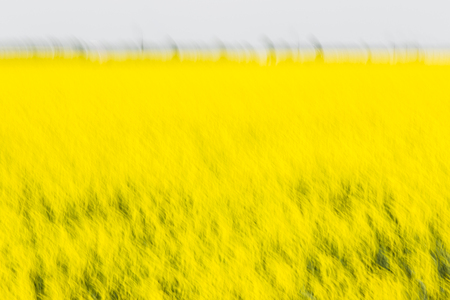 An abstract Rapeseed field with blue skyの写真素材