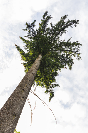 View of trees from inside a forestの写真素材
