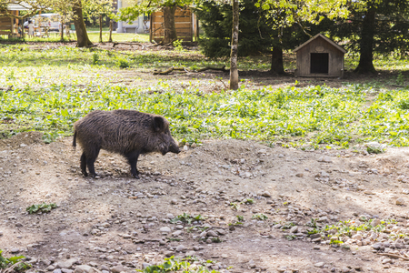 several jabalies eating fruits and vegetablesの写真素材
