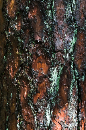 Closeup Rough tree bark. Wood textures backgroundの写真素材