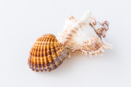 A Seashells. Top view with copy space.の写真素材