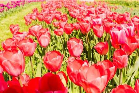 A Beautiful colorful tulips in the garden. Netherlandsの写真素材