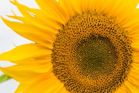 A Sunflower field planted to seed for oil production.の写真素材