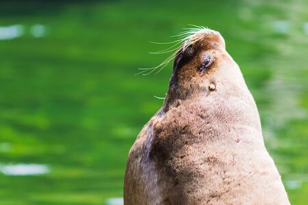 A sea lion lying in the sun on the seashoreの写真素材
