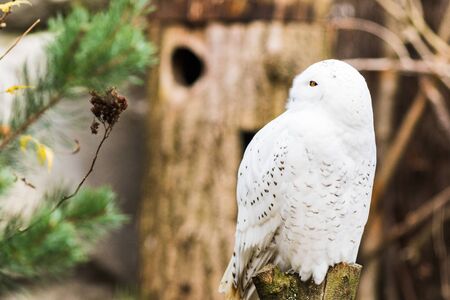A Snowy owl perched on a branch in spring