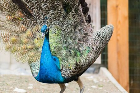 Peacock portrait in the field in the light of dayの写真素材