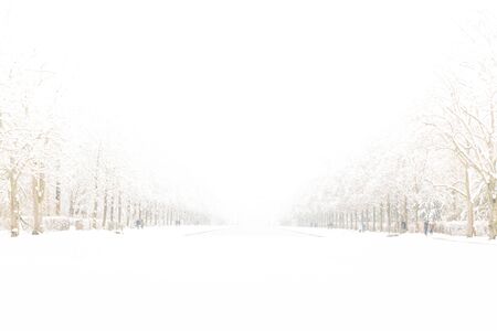Snowy path into several trees in the forestの写真素材