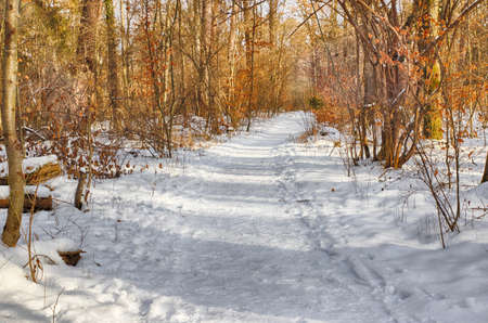 Snowy path into several trees in the forestの写真素材