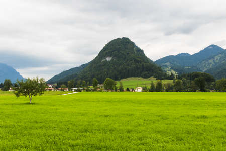A tree in the middle of green meadow next to a forestの写真素材