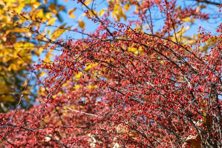 Bunches of ripe red berry barberry in autumn garden. Thunberg berberis fruits bitter in taste and...