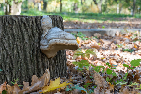 Large parasitic mushroom tinder fungus grows on stump. True polypore causes white rot on deciduous...