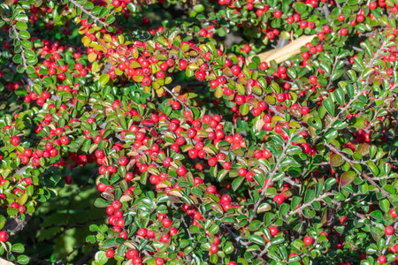 Bunches of ripe red berry cotoneaster in autumn garden. Horizontal branch with green young fresh...