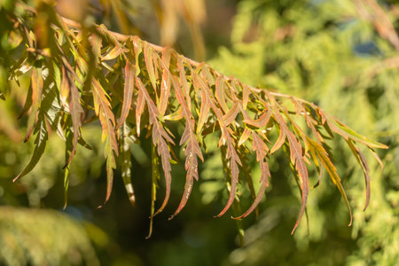 Yellow leaf of staghorn sumac in autumn garden. Rhus typhina laciniata tree of family anacardiaceae....