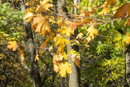 Beautiful branches of maple tree with yellow bright leaves. Early autumn time. Lush gold foliage by...