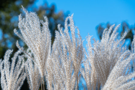 White pampas grass in autumn botanical garden. Spikelets of Ñortaderia selloana growing in park. Fluffy panicles used to flower arrangements and landscape design. Herbaceous plant.の写真素材